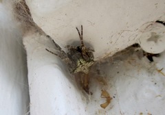 Socca pustulosa