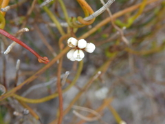 Cassytha glabella dispar