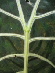 Alocasia amazonica