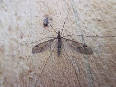Leptotarsus cubitalis