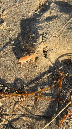 iNaturalist observation photo of Crustaceans