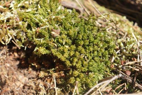 Dicranum spurium observed 2026-07-09