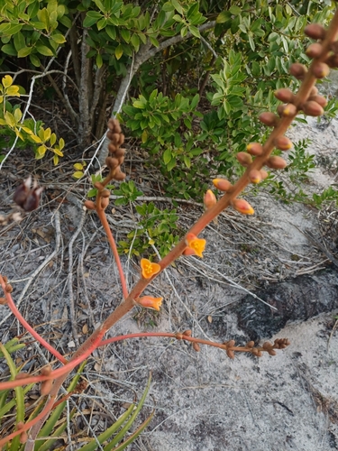 Dyckia encholirioides, photograph 3