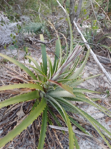 Dyckia encholirioides, photograph 4