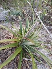 Dyckia encholirioides, photograph (c) JG, some rights reserved (CC BY)