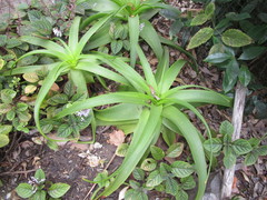 Bulbine latifolia latifolia