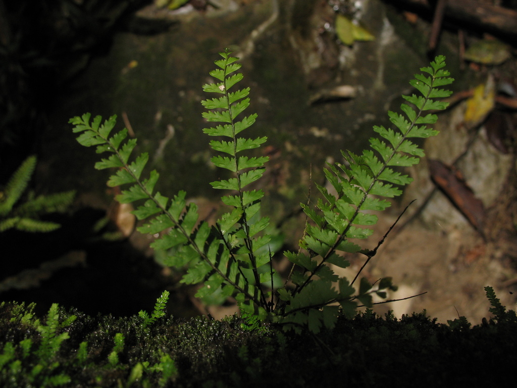 showy spleenwort