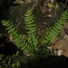 Showy Spleenwort - Photo (c) Mateo Hernandez Schmidt, some rights reserved (CC BY-NC-SA), uploaded by Mateo Hernandez Schmidt