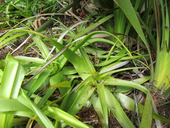 Bulbine latifolia latifolia