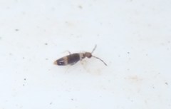 Entomobrya albocincta