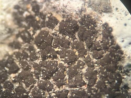 Scaly Stippled Lichen