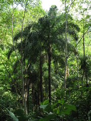 Bactris gasipaes