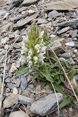 Dracocephalum heterophyllum, photograph (c) Cheongweei Gan, some rights reserved (CC BY)