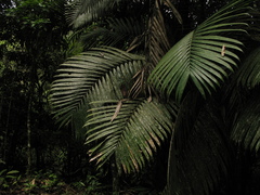 Bactris