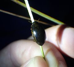 Tropisternus collaris viridis