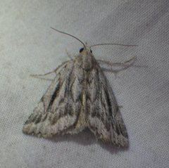 Cutina albopunctella