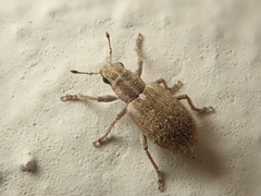 Sitona macularius