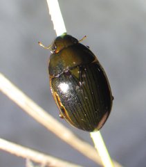 Tropisternus collaris viridis