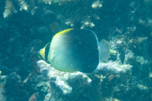 Chaetodontoplus poliourus observed 2026-05-11