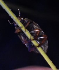 Tropisternus collaris viridis