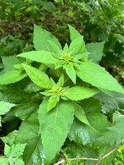 Carpesium macrocephalum