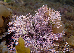 Amphiroa anceps