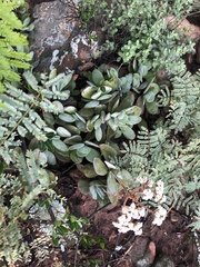 Crassula swaziensis