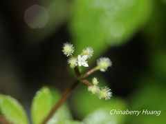 Galium echinocarpum