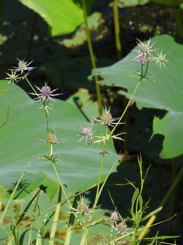 Eryngium hookeri, photograph 1