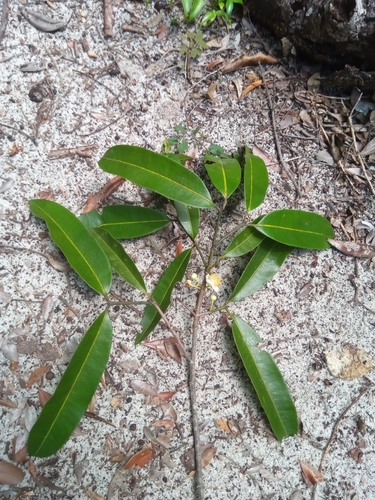 Calophyllaceae image