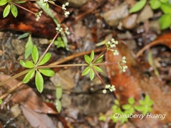 Galium echinocarpum