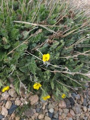 author not stated, no rights reserved Geum rossii, photograph author not stated, no rights reserved