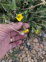 author not stated, no rights reserved Geum rossii, photograph author not stated, no rights reserved