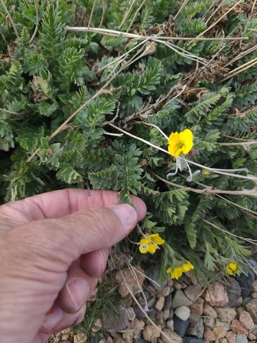 Geum rossii, photograph 5