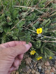 author not stated, no rights reserved Geum rossii, photograph author not stated, no rights reserved