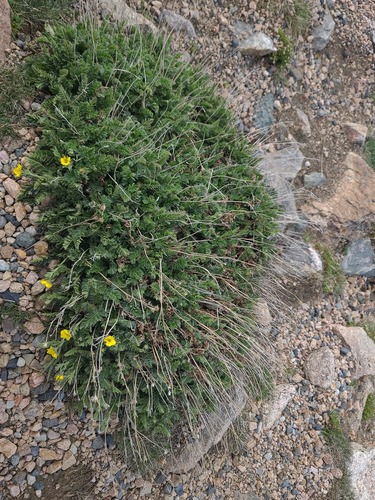 Geum rossii, photograph 6