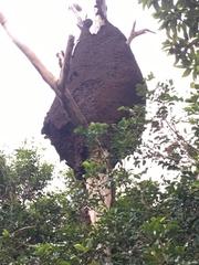 Nasutitermes walkeri