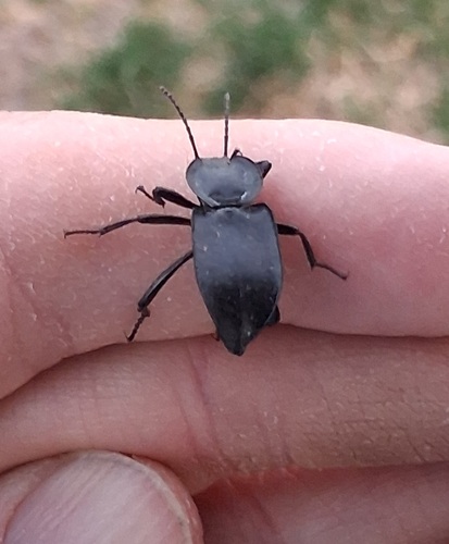 Embaphion contusum