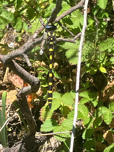 iNaturalist observation photo of Pacific Spiketail