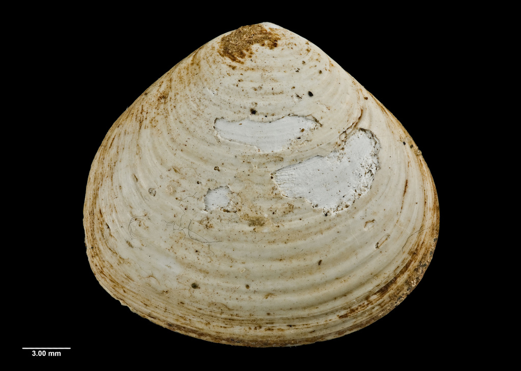 Talabrica
