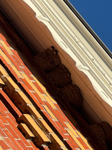 Western House Martin