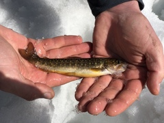 Salvelinus leucomaenis