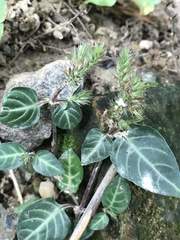 Lepidagathis inaequalis