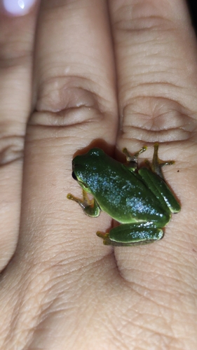 Eastern Tree Frog