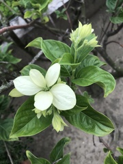 Mussaendeae