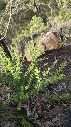 Platysace lanceolata, photograph 6