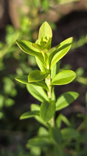 Platysace lanceolata, photograph 5