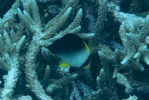 Chaetodontoplus poliourus observed 2026-05-11