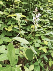 Desmodium intortum