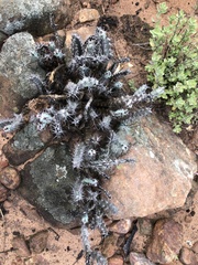 Euphorbia schinzii